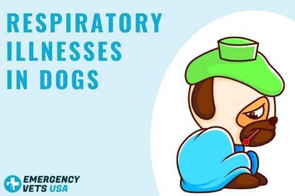 are respiratory diseases common in dogs