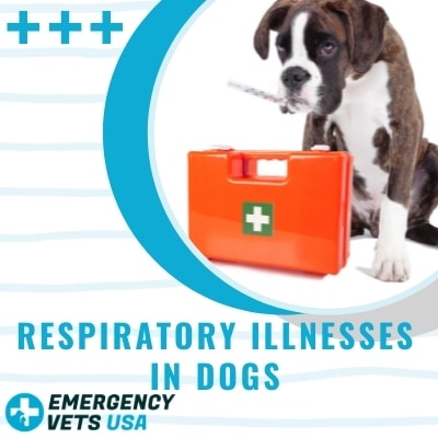 are respiratory diseases common in dogs