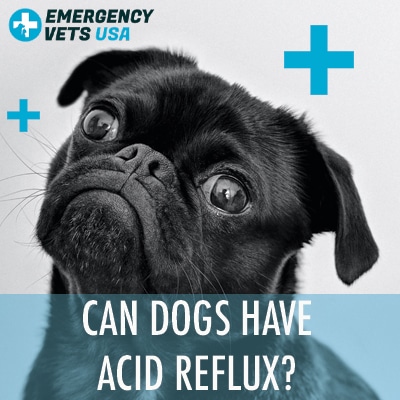 what causes acid reflux in dogs