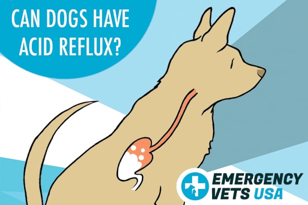 Acid Reflux In Dogs (GERD Signs, Causes Treatment) Dutch