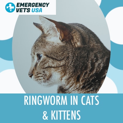 Cat With Ringworm