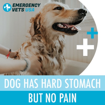 Dog Hard Stomach No Pain