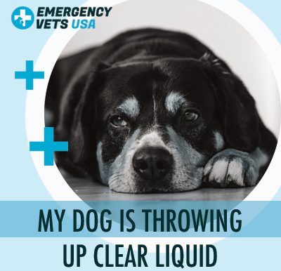 Dog Is Throwing Up Clear Liquid
