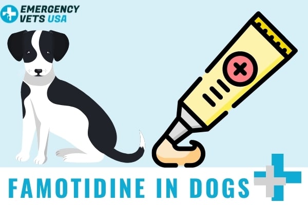 Famotidine In Dogs