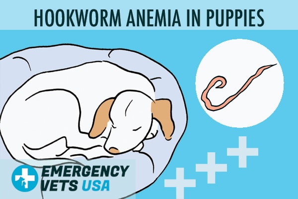 Hookworms In Puppies