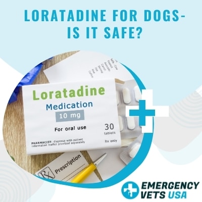 Is Loratadine For Dogs Safe
