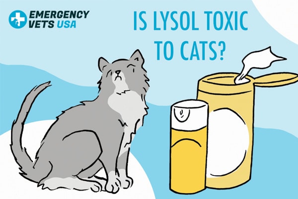 Is Lysol Toxic To Cats