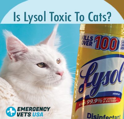 Lysol Toxic To Cats