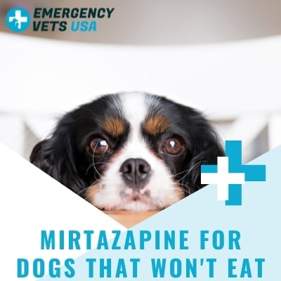Mirtazapine For Dogs