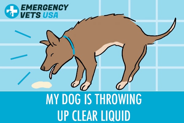 why do dogs throw up clear liquid