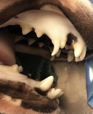 Puppy with hookworm anemia - pale gums