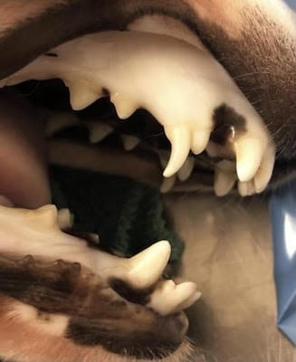 what causes white gums in dogs