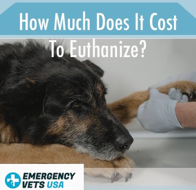 What Does It Cost To Euthanize
