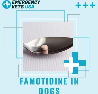 What Is Famotidine In Dogs
