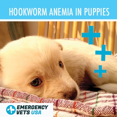 What Is Hookworm Anemia In Puppies