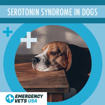 What Is Serotonin Syndrome In Dogs