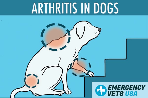 Arthritis In Dogs