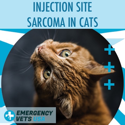 Cat With An Injection Site Sarcoma