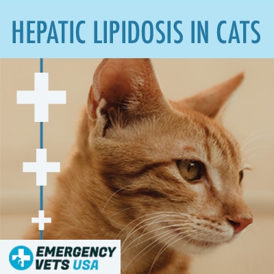 Cat With Hepatic Lipidosis