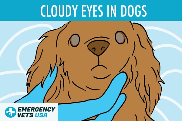 Cloudy Eyes In Dogs