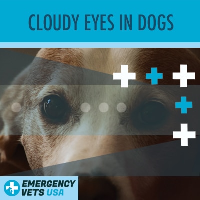 Dog Has Cloudy Eyes