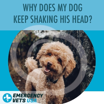 what causes a dog to keep shaking his head