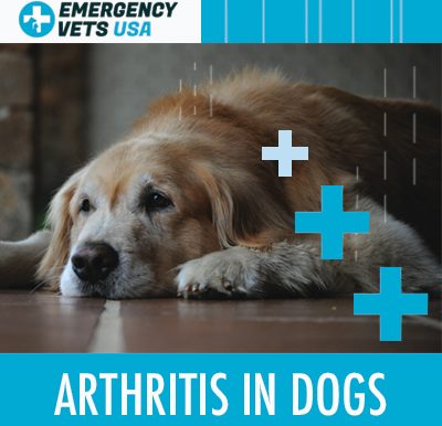 Dog With Arthritis