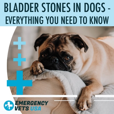 Dog With Bladder Stones