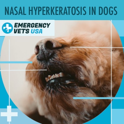 Dog With Nasal Hyperkeratosis