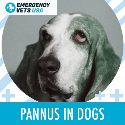 Dog With Pannus