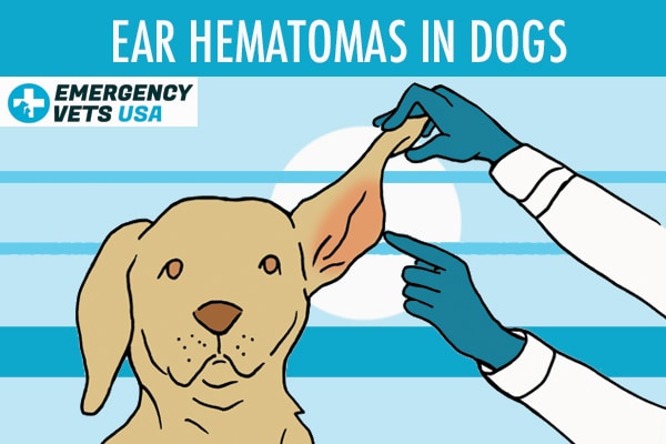 what is a hematoma in a dog