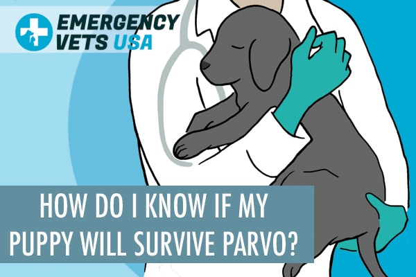 How Do I Know If My Puppy Will Survive Parvo