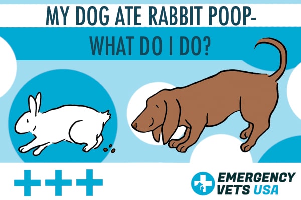 can bunny poop make dogs sick