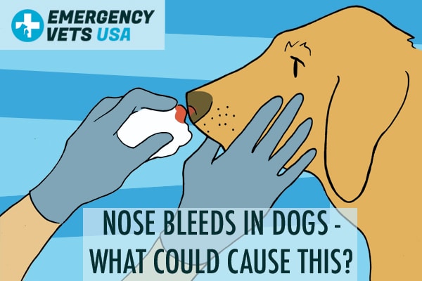 how to stop a dog nose bleed