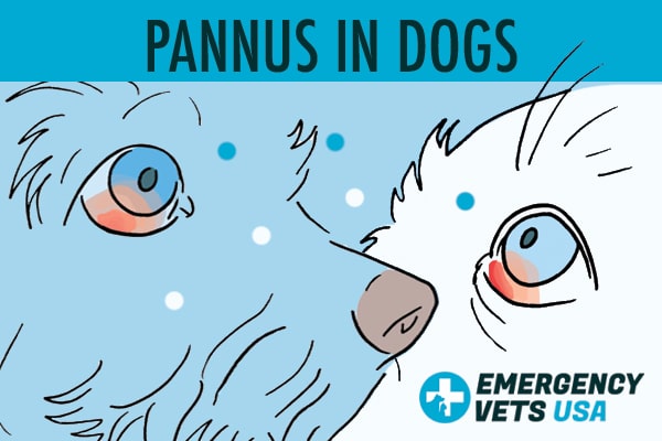 how common is pannus in german shepherds