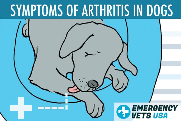 Symptoms of Arthritis in Dogs