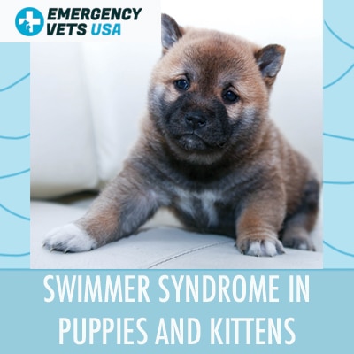 What Is Swimmer Syndrome In Puppies