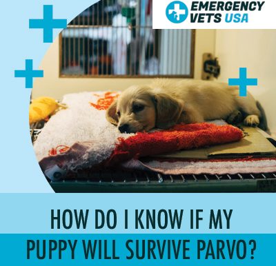 Will My Puppy Survive Parvovirus