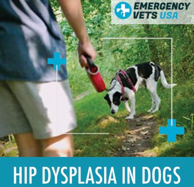 A Dog With Hip Dysplasia
