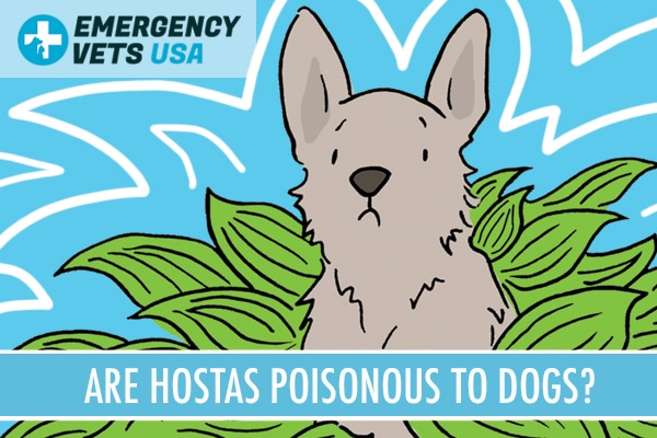 Are Hostas Poisonous To Dogs
