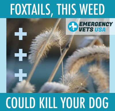 Beware Of Foxtails The Weed