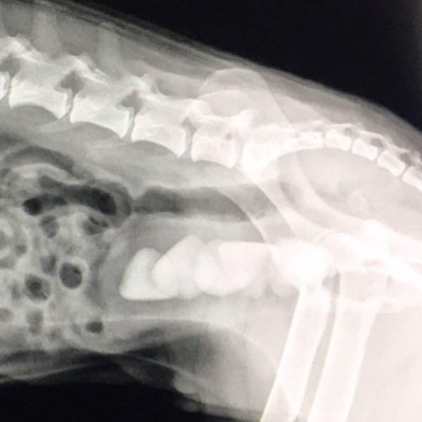 Bladder Stones In A Dog Seen From An Xray