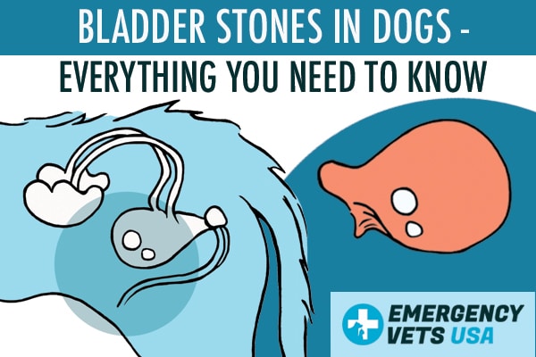 Bladder Stones In Dogs