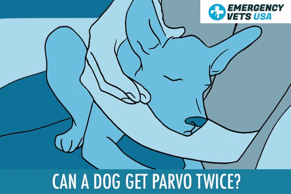 Can A Dog Get Parvo Twice