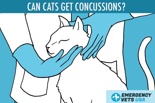 Can Cats Get Concussions