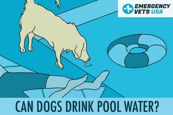 Can Dogs Drink Pool Water