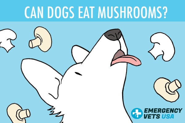 Can Dogs Eat Mushrooms