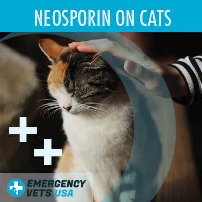 Can You Put Neosporin On Cats