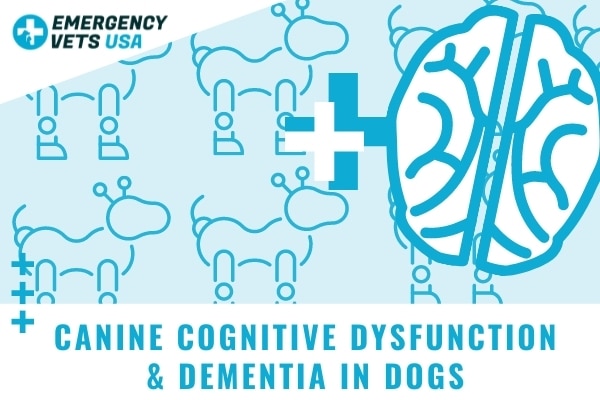 Canine Cognitive Dysfunction In Dogs