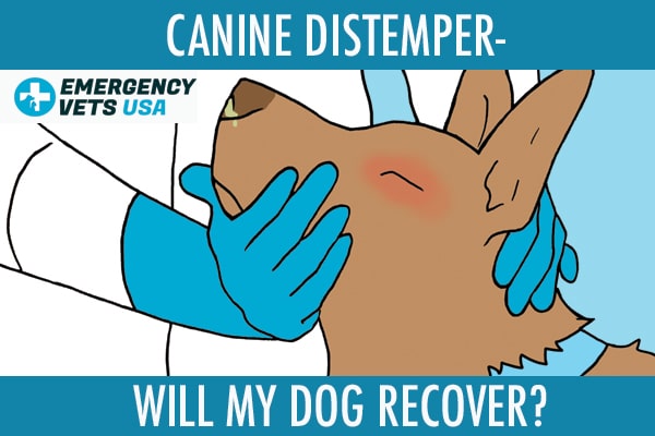 Canine Distemper